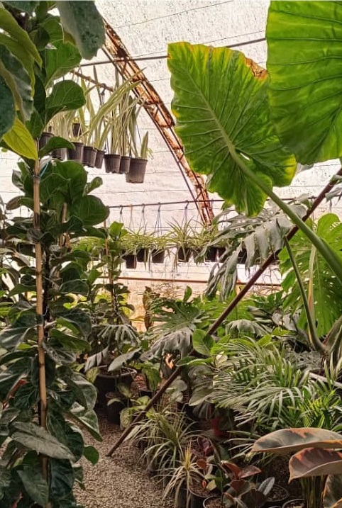 فروش نهال درختان