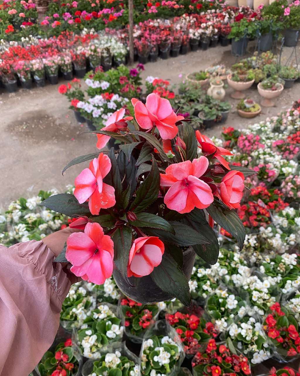 گل های آپارتمانی