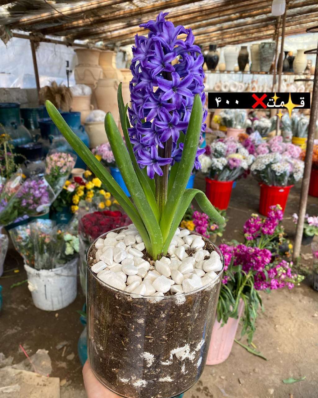 گل های فصلی